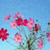 april28ster